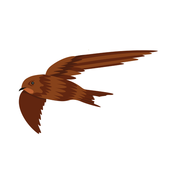 Burung Walet - Pelatihan Walet
